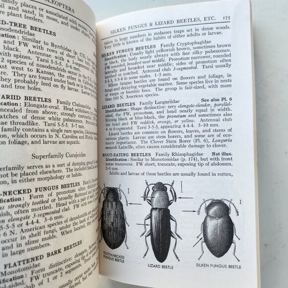 Peterson Field Guide Insects of America North of Mexico Vintage Book Entomology - Picture 3 of 14